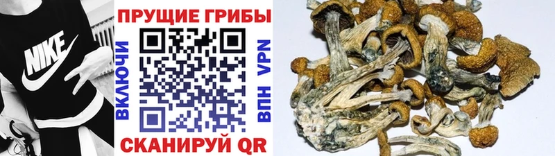кракен как зайти  Коммунар  Галлюциногенные грибы GOLDEN TEACHER 